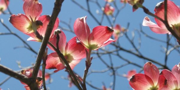 Image of Spring blossom and blue skies