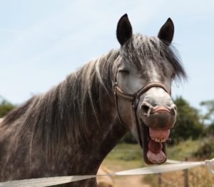 Image of Horse head 