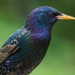 Image of a Starling, the same name as one of the new challenger banks