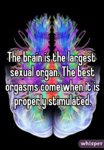 brain is the largest sex organ