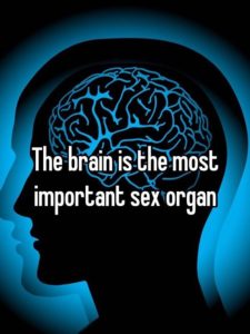 The brain is the biggest sex organ. Image shows brain with caption