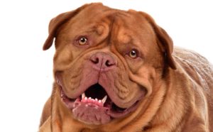Dog De Bordeaux